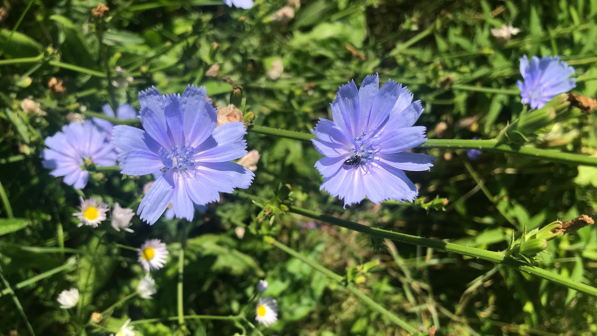 Blumenwiese mit Wegwarte Blumen